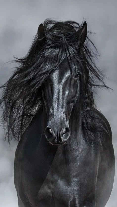 Black Stallion Horse Wallpaper, Animal Drawings Horse, Black Horse Wallpaper, Friesian Horse Art, Black Horse Painting, Beautiful Horse Pictures, Horse Artwork, Horse Wallpaper, Andalusian Horse