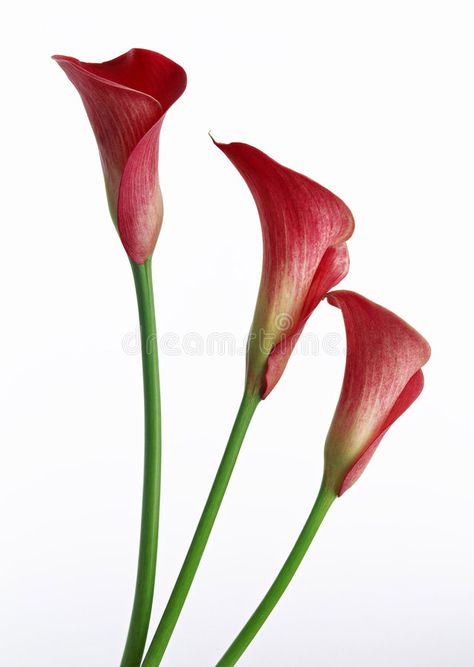 Calla Lily. This is a White Background Calla Lily , #affiliate, #Lily, #Calla, #Background, #White #ad Red Calla Lily, Photos Display Ideas, Abstract 3d Art, Red Charm, Calla Lilies, Favorite Flower, Background White, Abstract 3d, Calla Lily