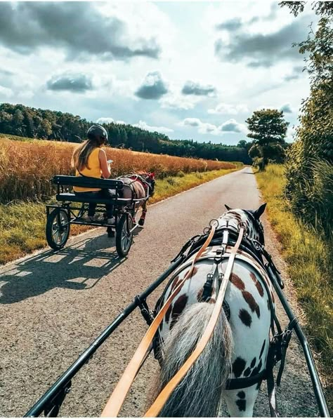 Pony Carriage, Mini Horse Cart, Shetland Pony Aesthetic, Shetland Ponies In Sweaters, Mini Shetland Pony, Mini Horse Tack, White Shetland Pony, Luxury Horse Barns, Fell Pony