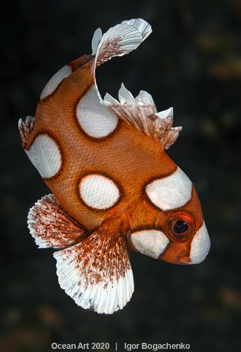 Coral Photography, Coral Reef Animals, Cool Sea Creatures, Marine Photography, Art Underwater, Sea Life Art, Underwater Animals, Underwater Art, Lion Fish