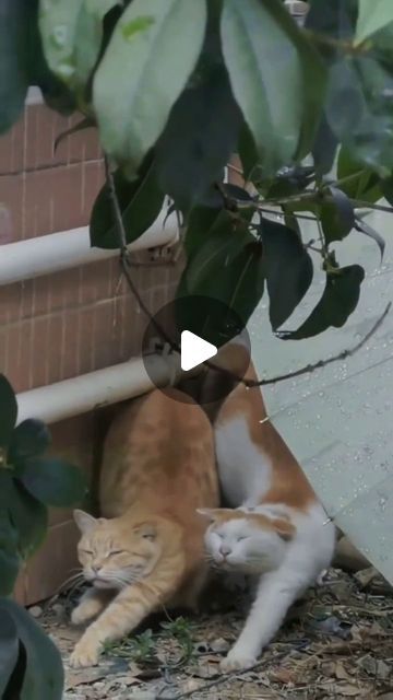 Funny Kitty Videos, Funny Cat Videos Can't Stop Laughing Kittens, Cat Humor Funny, Annoyed Cat, Kitty Funny, Cat Videos Funny, Baby Animal Videos, Cats Playing, Funny Kittens