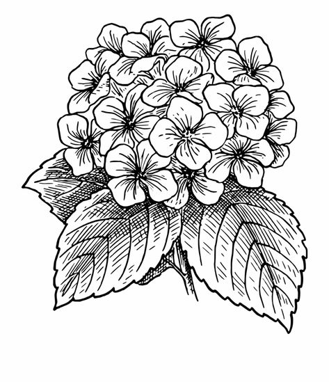 Outline Drawing Of A Big Flower Blossom Hydrangea Hur Man Ritar Blommor, Drawing Of Flowers, Beautiful Flower Drawings, 강아지 그림, Flower Sketches, Pola Sulam, 수채화 그림, Vector Flowers, Flower Coloring Pages