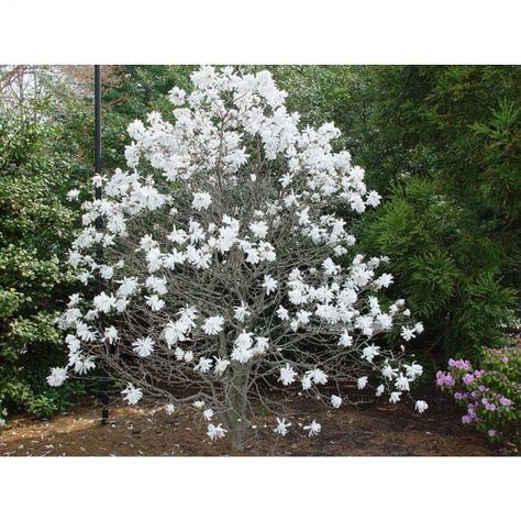 Royal Star Magnolia, Magnolia Shrub, Cold Weather Plants, Winter Flowers Garden, Star Magnolia, White Flowering Trees, Magnolia Stellata, Winter Plants, Magnolia Trees