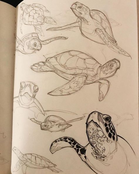 Illustration Design Graphique, Zoo Art, Drawing Hands, Book Drawing, Ink Drawings, Arte Sketchbook, Ink Sketch, Sketchbook Inspiration, Sea Turtles