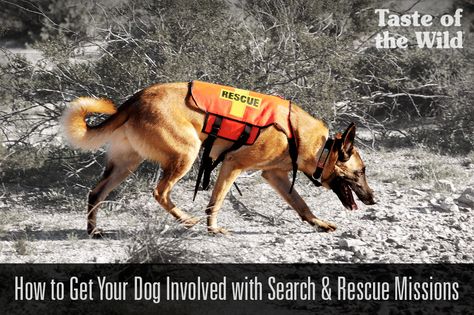 To become a SAR dog, both animal and handler must go through rigorous training that puts their intelligence, agility, stamina and determination to the test. K9 Search And Rescue, Search Dog, Teacup Pug, Dog Journal, Search And Rescue Dogs, Dog Hero, Dog Sports, Dog Nose, Dog Search