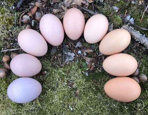 Barred Rock Chickens Eggs, Quail Egg Colors, Pink Eggs Chickens, Pink Egg Laying Chickens, Lavender Orpington Chickens Eggs, What Chickens Lay What Color Eggs, Barnevelder Chicken Egg Color, Colored Eggs Chickens, Colorful Chicken Eggs