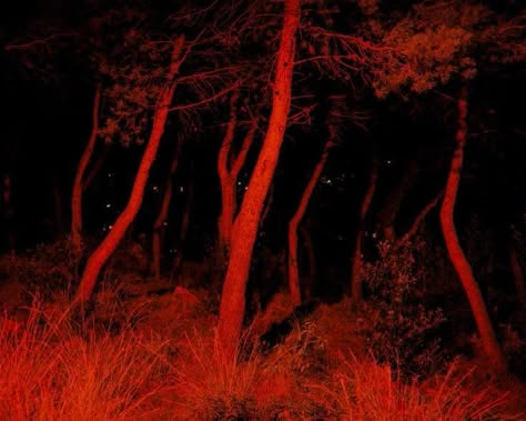 Blair Witch, Dreamcore Weirdcore, Liminal Spaces, Red Aesthetic, Black Forest, Aesthetic Photo, In The Woods, Dark Aesthetic, Dark Art