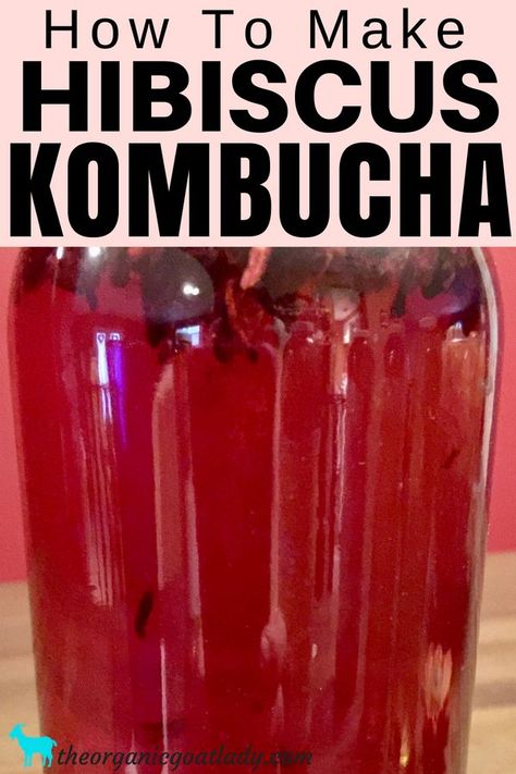 Hibiscus Kombucha, Pesto Ideas, Hibiscus Recipes, Cordial Recipes, Juices To Make, Kombucha Flavors Recipes, Kombucha Recipes, Best Kombucha, Kombucha Brewing