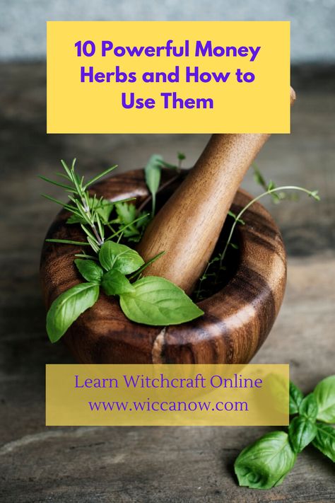 Today I’d like to cover a topic that many people might find crass and crude, yet plays a vital part in our day to day lives. Money is a very dividing thing. No matter how much we have in life, we usually always want more. While I’m in no way advocating greed, money is a useful tool in getting us the life that we want! Today I want to talk about the best money herbs so that you can increase the flow of abundance and luck into your lives. #herbsformoney #greenwitchcraft #herbology How To Use Herbs In Witchcraft, Money Herbs Magic, Herbs For Money Magic, Herbs That Attract Money, Herbs For Money Spells, Herbs For Money, Herbs For Wealth And Prosperity, Money Herbs, Herbs For Financial Abundance