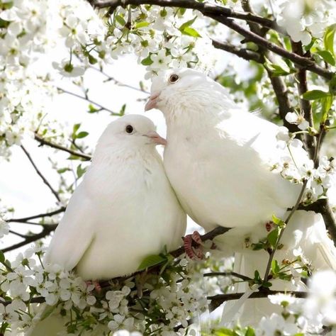 Dove Aesthetic Bird, Dove Bird Photography, Doves Aesthetic, Pet Pigeon, Wild Birds Photography, White Pigeon, White Birds, Dove Bird, Aesthetic Japan