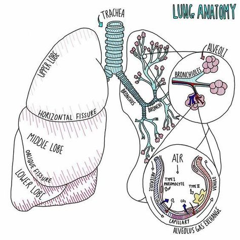 Lung Anatomy #medicalschool #resources #medicalstudent - Image Credits: Thalia Lungs Notes Anatomy, Lung Anatomy Notes, Respiratory Diagram, Vet Anatomy Notes, Lungs Notes, The Lungs Anatomy, Histology Notes, Larynx Anatomy, Lungs Anatomy