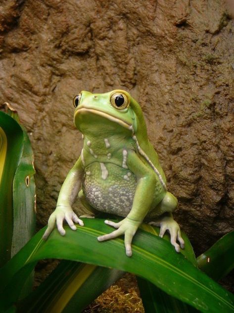 Frog Reference, Frog Photography, Amazing Frog, Nature Museum, Funny Frogs, Animal Reference, Tree Frog, Green Frog, Frog And Toad