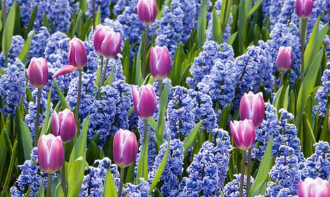 Spring Combination Ideas, Bulb Combinations, Plant Combinations, Flowerbeds Ideas, Spring Borders, Tulip Synaeda Blue, Hyacinth Delft Blue, Tulipa Synaeda Blue, Hyacinthus Orientalis, Blue Hyacinth, Tulipe Synaeda Blue, Jacinthe Delft Blue Hyacinths Garden, Hyacinth Bulbs, Front Yard Flowers, Blue Hyacinth, Planting Tulips, Early Spring Flowers, Tulips Garden, Garden Bulbs, Spring Bulbs