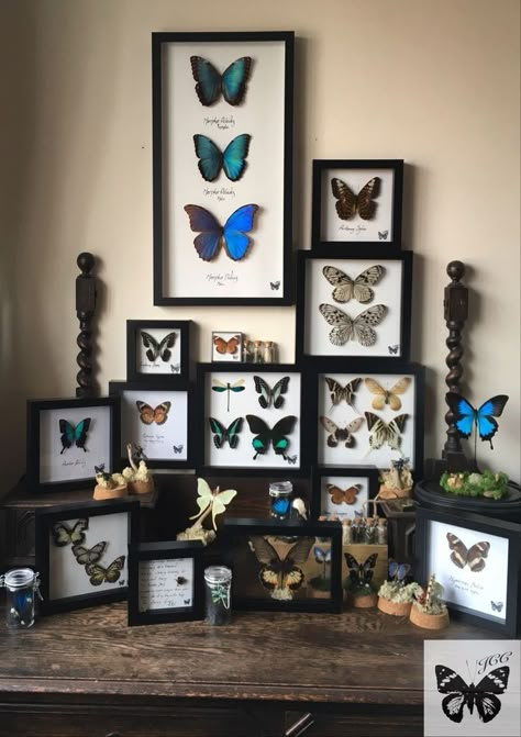 Butterfly Taxidermy Decor, Butterfly Taxidermy Art, Pinned Butterfly, Bug Taxidermy, Diy Electronics Projects, Taxidermy Decor, Framed Butterflies, Butterfly Taxidermy, Insect Taxidermy