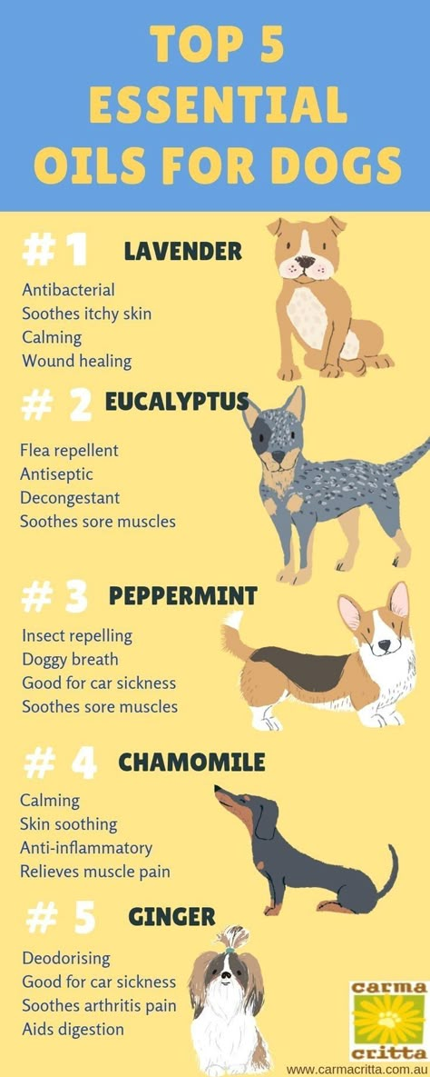 Essential Oils Good For Dogs, Essential Oils For Puppies, Calming Essential Oils For Dogs, Essential Oil For Itchy Dog Skin, Pet Friendly Essential Oil Blends, Essential Oils For Dogs Odor, Oils For Dogs Itchy Skin, Essential Oils And Dogs, Essential Oils For Dogs Itching