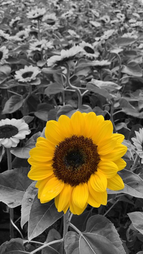 Selective Color Photos, Photo Contrast, Contrast Photography, Color Contrast, Yellow Color, Color Splash, Contrasting Colors, Sunflower, Yellow