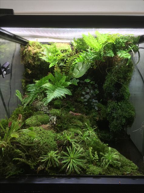 Terrarium, dart frog, vivarium Frog Vivarium Ideas, Frog Terrarium Ideas, Dart Frog Vivarium Ideas, Big Terrarium, Paludarium Mini, Paludarium Vivarium, Tree Frog Paludarium, Bioactive Terrarium, Crested Gecko Habitat