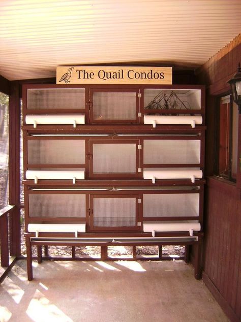 Quail condo                                                                                                                                                      More Quail Pen, Quail House, Button Quail, Quail Coop, Raising Quail, Chicken Tractors, Homestead Farm, Quails, Chicken Garden