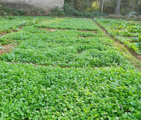 Plant Growth Stages, Coriander Plant, Fruit Photography, Plant Growth, Vehicle Design, My Garden, Fruit, Plants, Photography