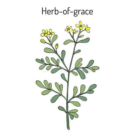 Herb-of-grace Ruta Graveolens , or Common Rue, Medicinal Plant Stock Vector - Illustration of remedy, grow: 146835730 Rue Tattoo, Herb Tattoo, Ruta Graveolens, Botanical Vector, Grace Tattoos, Plant Sketches, Plant Tattoo, Bookmark Ideas, Calendar Design