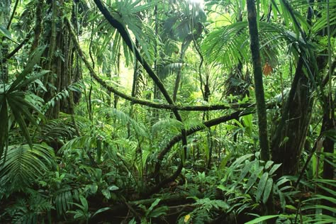 African jungle | Grass, Steroids, and Perseverence | The New Authors Fellowship Corcovado National Park, African Jungle, Alien Encounters, Jungle Forest, Jungle Scene, Life List, Welcome To The Jungle, Biome, Bucket Lists