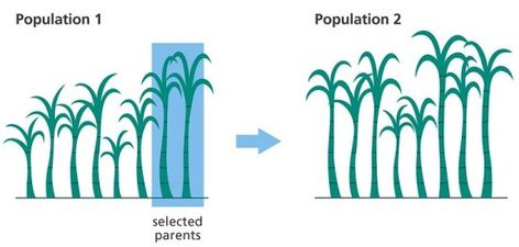 What is the Difference Between Transgenesis and Selective Breeding Check more at https://in4arts.com/what-is-the-difference-between-transgenesis-and-selective-breeding.html Selective Breeding, What Is The Difference Between, Labradoodle, Toyota Camry, Bar Chart, Labrador Retriever, Plants, Labrador