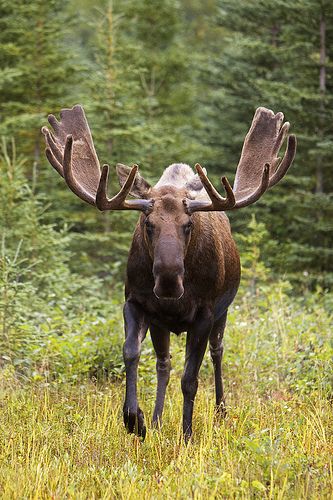 Bull Moose in velvet. | Flickr - Photo Sharing! Moose Tattoo, Moose Pictures, Deer Species, Bull Moose, Deer Family, Mule Deer, Manx, Majestic Animals, Animal Sketches