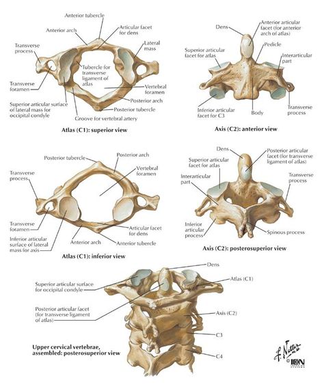 Spine Anatomy, The Human Skeleton, Anatomy Bones, Forensic Anthropology, Human Body Anatomy, Cervical Spine, Human Skeleton, Medical School Studying, Human Anatomy And Physiology