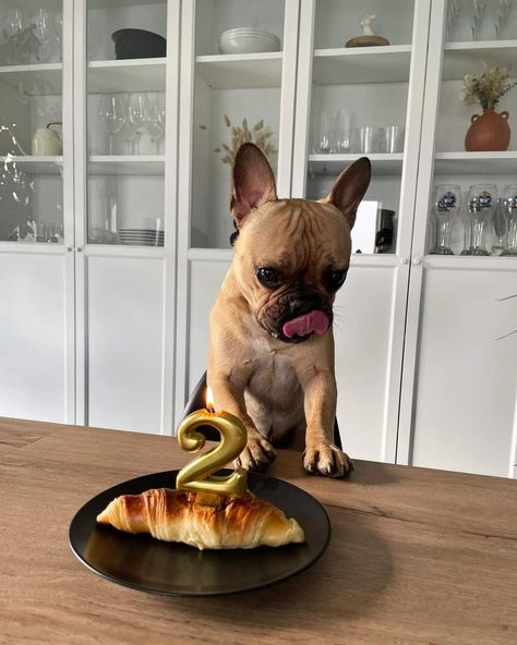 Frenchie Birthday, Happy Birthday Cute, Birthday Cute, French Bulldogs, French Bulldog, Bulldog, Best Friends, Happy Birthday, Make It Yourself