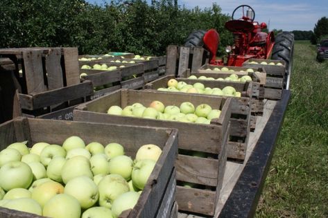 Applesauce from Lodi Apples - Tuttle Orchards Inc: Indianapolis Apple Orchard, Pumpkin Patch and Farm Store. Soft Apples, Making Applesauce, Canning Applesauce, Canning Apples, Red Hots Candy, Preserving Vegetables, How To Make Applesauce, Apple Sauce Recipes, Farm Store