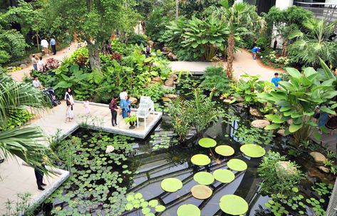 Botanic Park, Park Plan, Lotus Pond, Plant Nursery, All About Plants, South Korea, Seoul, Lotus, Lily