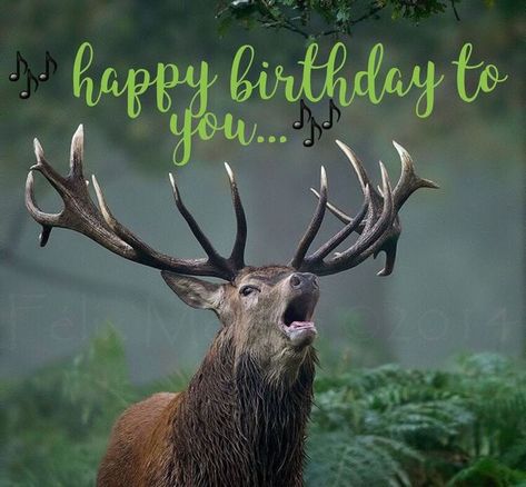 Happy birthday images with Deer Happy Birthday Hunting, Happy Birthday Wishes For Him, Happy Birthday Animals, Funny Happy Birthday Images, Funny Happy Birthday Pictures, Hunting Birthday, Birthday Wishes For Him, Funny Happy Birthday Wishes, Birthday Greetings Friend