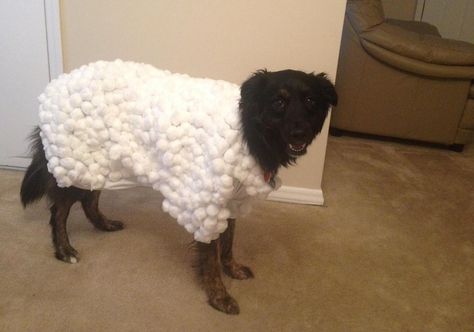 Sheep Costume For Dog, Diy Sheep Costume, Baby Lamb Costume, Diy Sheep, Sheep Costume, Lace Backdrops, Squirrel Costume, Dog Shadow, Sheep Costumes