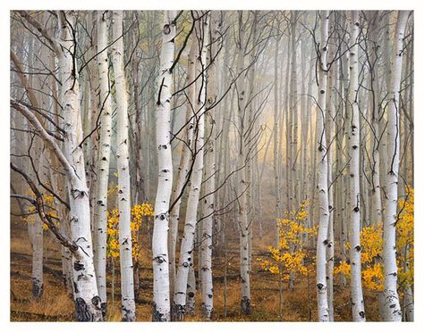 ELIOT PORTER” | ronnie'scave River Birch Trees, Eastman School Of Music, Boom Kunst, Betula Pendula, White Birch Trees, Birch Tree Art, Aspen Trees, Tree Photography, Landscape Pictures