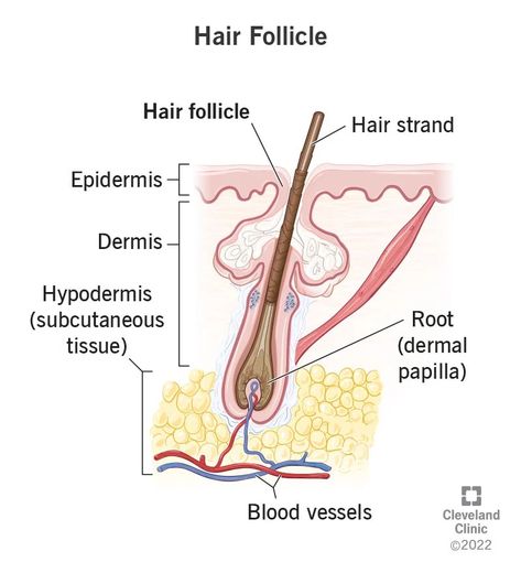 Hair Follicle: Function, Structure & Associated Conditions Hair Under Microscope, Layers In Hair, Best Clarifying Shampoo, Hair Science, Growing Healthy Hair, Subcutaneous Tissue, Pimples Remedies, Skin Aesthetics, Hair Growth Cycle