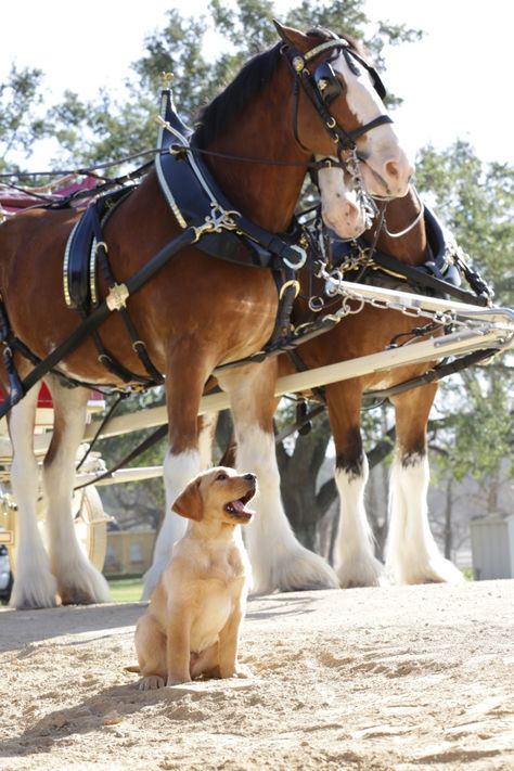 Budweiser puppy love Clysdale Horse, Clydesdales Horses, Clydesdale Horses Budweiser, Dog Food Allergies, Budweiser Clydesdales, Clydesdale Horses, Draft Horse, Big Horses, Hunter Jumper