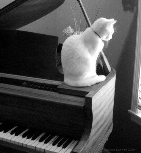 piano cat Piano Photography, Cat Photography, White Cats, Cute Cats And Kittens, Cat Sitting, Black And White Pictures, Beautiful Cat, Cat Face, Cat Drawing