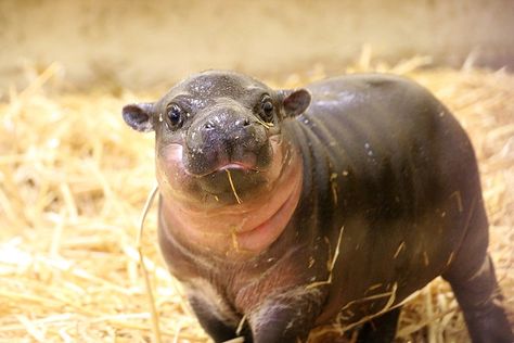 The incredibly cute newborn takes its first few steps at Taronga Zoo in Sydney Hippo Videos, Baby Hippopotamus, Hippopotamus, Funny Baby, Baby Name, Funny