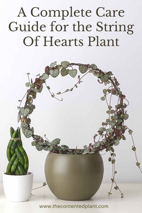 Chain Of Hearts Plant, String Of Hearts Plant, Wishlist Plants, Ceropegia Woodii, Heart Shaped Leaves, Succulent Garden Indoor, String Of Hearts, Plant Parent, Inside Plants