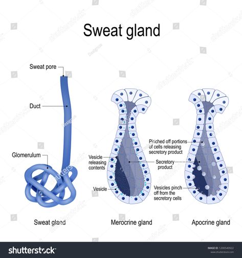 sweat gland. Merocrine and apocrine. different of manner of secretion. cross-section of the human skin, with the sweat gland. Vector diagram for educational, medical, biological and science use #Ad , #Ad, #secretion#manner#section#cross Skin Anatomy, Integumentary System, Sweat Gland, Life Crisis, What Happened To You, Radiology, Wallpaper Iphone Cute, Makeup Skin Care, Manners