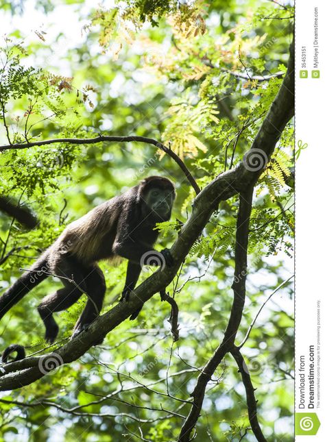 Howler monkey climbing in a tree in the rain forest canopy. Monkey Climbing Tree, Howler Monkey, Forest Canopy, Rain Forest, In The Rain, A Tree, The Rain, Climbing, Cute Animals