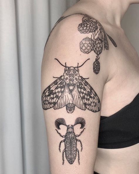 Katy Wiedemann, Giant Leopard Moth, Horned Beetle, Cicada Tattoo, Leopard Moth, Longhorn Beetle, Beetle Tattoo, Woodcut Tattoo, Engraving Tattoo