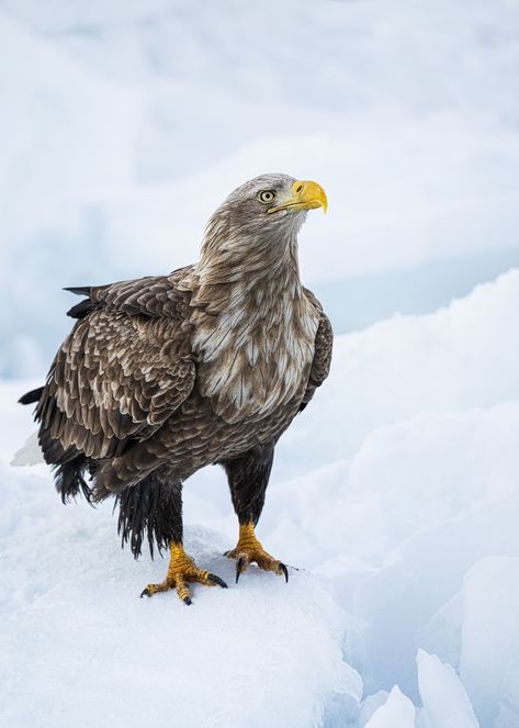 Download free HD stock image of White-Tailed Eagle Eagle Wild Eagle, White Tailed Eagle, Raptors Bird, Bird Free, Hokkaido Japan, Eagle Bird, Buzzard, Majestic Animals, Bird Illustration