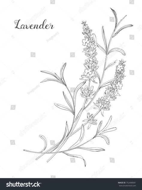 Lavender Illustration, Doodle Line Art, Flowers Doodle, Plant Sketches, Lavender Tattoo, Line Art Vector, Flower Art Drawing, Illustration Botanique, Flower Sketches