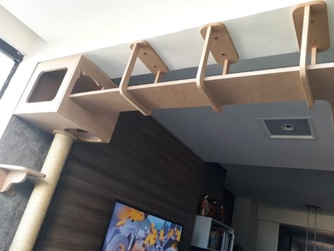 Cat Ceiling Walkways, Cats Room Ideas, Cat Set Up In Apartment, Cat Jungle Gym Wall, Cool Shelving Ideas, Diy Cat Shelves, Cat Room Decor, Cat Climbing Wall, Cat Patio