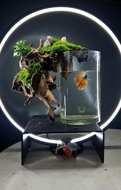 Biorb Fish Tank Ideas, Planted 5 Gallon Betta Tank, Betta Fish With Live Plants, Betta Plant Vase, Betta Fish With Plant, Betta Vase With Plant, Balloon Fish, Aquarium Garden, Fish Tank Terrarium