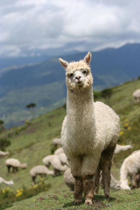 Lama Lama, Cute Alpaca, Llama Alpaca, Interesting Animals, Cute Creatures, Animal Tattoos, Animal Planet, Animal Photo, Nature Animals