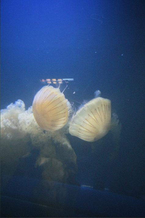 Birch Aquarium, Old Camera, Ocean Water, Film Camera, Jellyfish, Film Photography, Desi, Paintings, Film