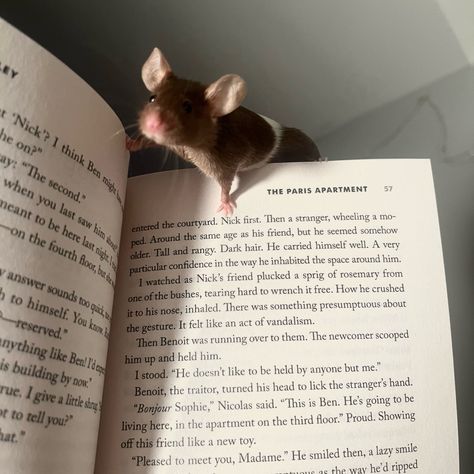 Rodent Aesthetic, Cute Rat Wallpers, Rat Profile Picture, Pet Mice Aesthetic, Rats And Mice, Pet Rats Aesthetic, Pet Rat Aesthetic, Aesthetic Rats, Mice Aesthetic