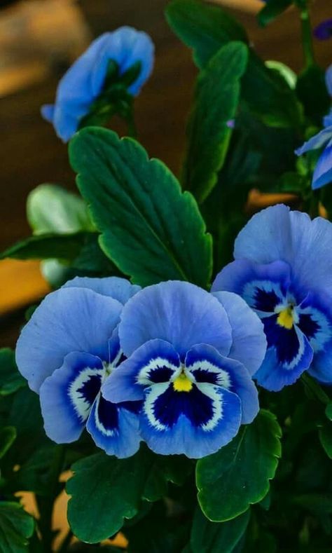 Blue Pansy Flower, Paper Pansies, Blue Flowers Garden, Orchid Flower Arrangements, Flowers Gif, Pansies Flowers, Unusual Plants, Balloon Flowers, Pretty Plants